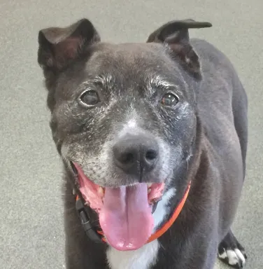 smiling grey pitbull