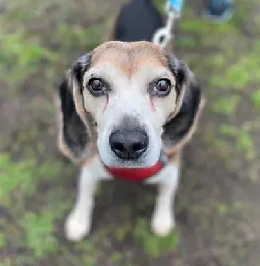 Max the beagle