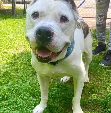 smiling pit bull