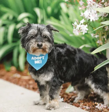 grey yorkie with ''adopt me' bandana