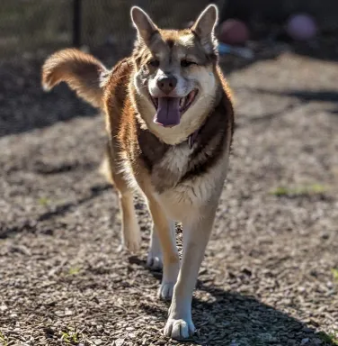 german shepherd mix