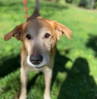 tan dog in grass