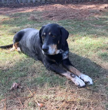 black hound laying down