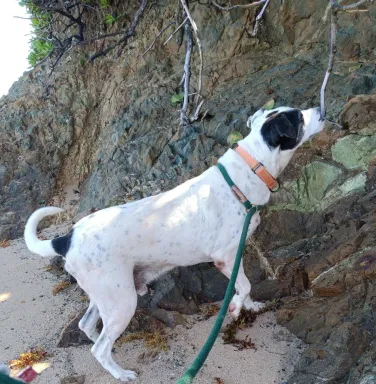 Dalmatian on the beach