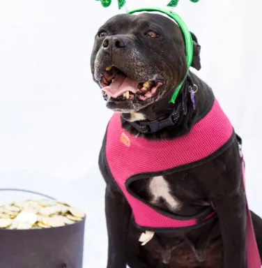 Black pit bull type dog wearing shamrock headband