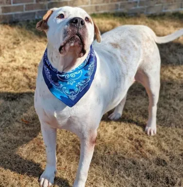 white and brown dog