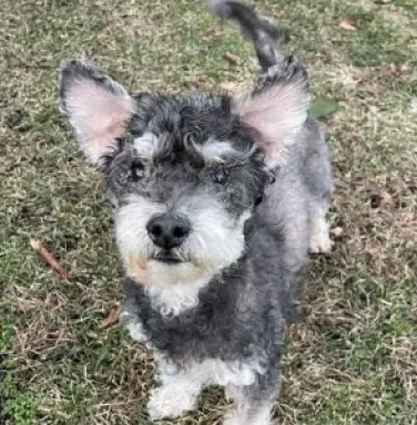 poodle mix looking at camera