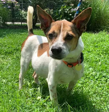 terrier in the grass