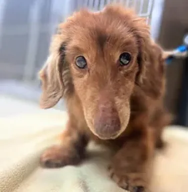 fuzzy brown dachshund mix