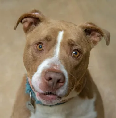 brown and white pit bull dog