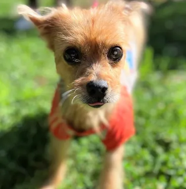 small yorkie terrier