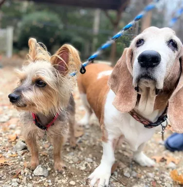 yorkie and basset hound