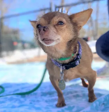 small brown chihuahua