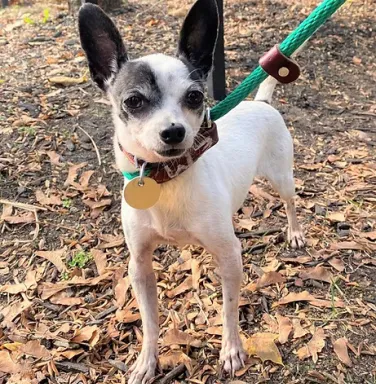 small white dog with collar