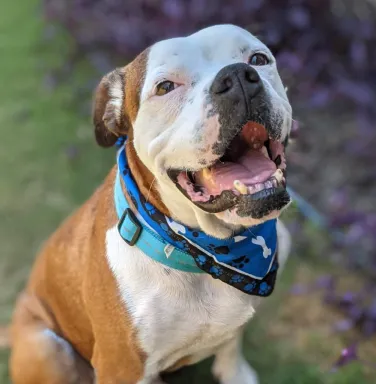 brown and white pit bull dog