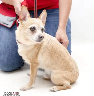 little white chihuahua in front of the camera