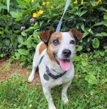 brown and white Jack Russell on leash