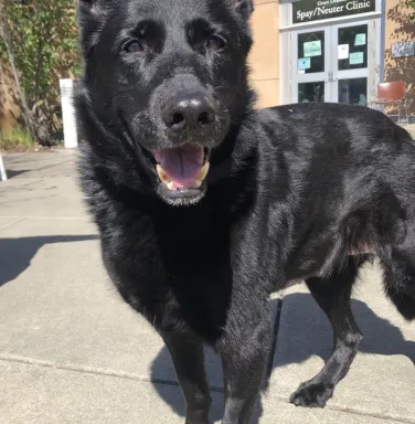 black shepherd dog