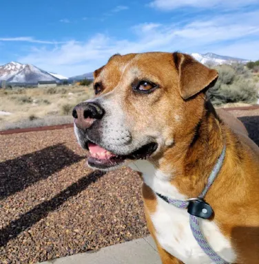 brown dog with golden eyes