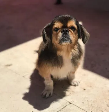 Toby the Pekingese