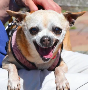 Yellow Chihuahua