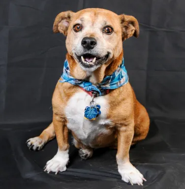 chubby basset hound mix