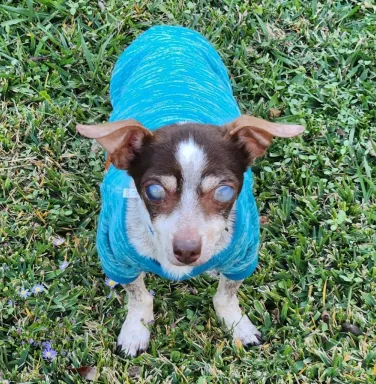 blind terrier dog