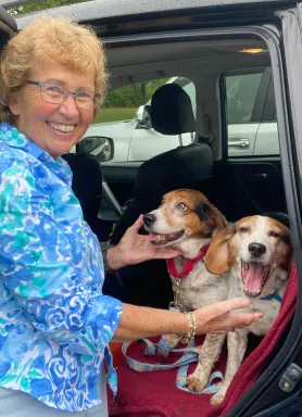 two dogs in a car