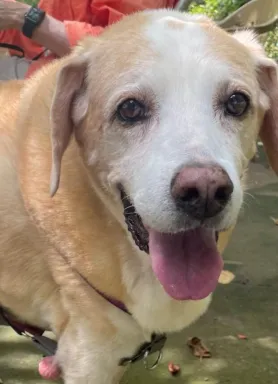 beige lab dog