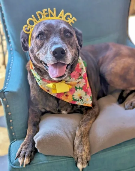 dog with golden age headband