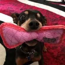 brown dog with red and pink bone