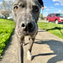 grey dog outside