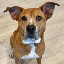 brown dog with floppy ears