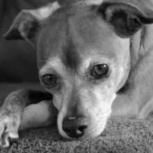 grey and white chihuahua