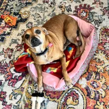 beige chihuahua-type dog in bed