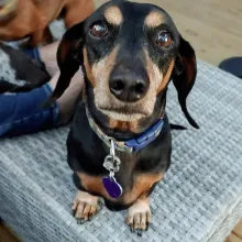 black and tan dachshund