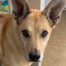 tan dog with pointy ears