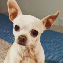 white chihuahua