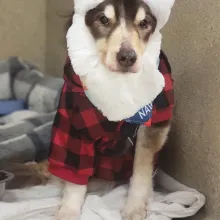 dog with Santa hat