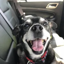 black dog smiling in car