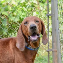 Brown dog near fence