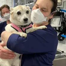 White dogs in arms of a vet tech