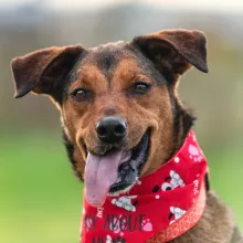 Brown dog with red bandana