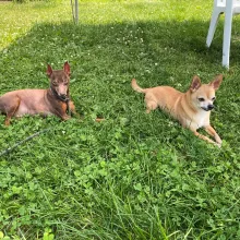 Two small dogs outside