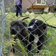 Two black dogs behind a fence