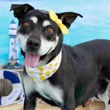 Black and white dog smiling