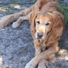 Brown golden retriever with crossed paws