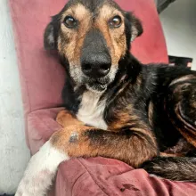 Brown and black dog in chair