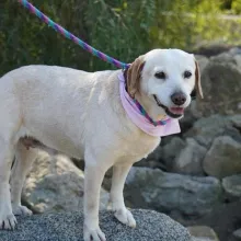 Yellow lab on leash