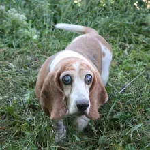 Brown and white basset hound